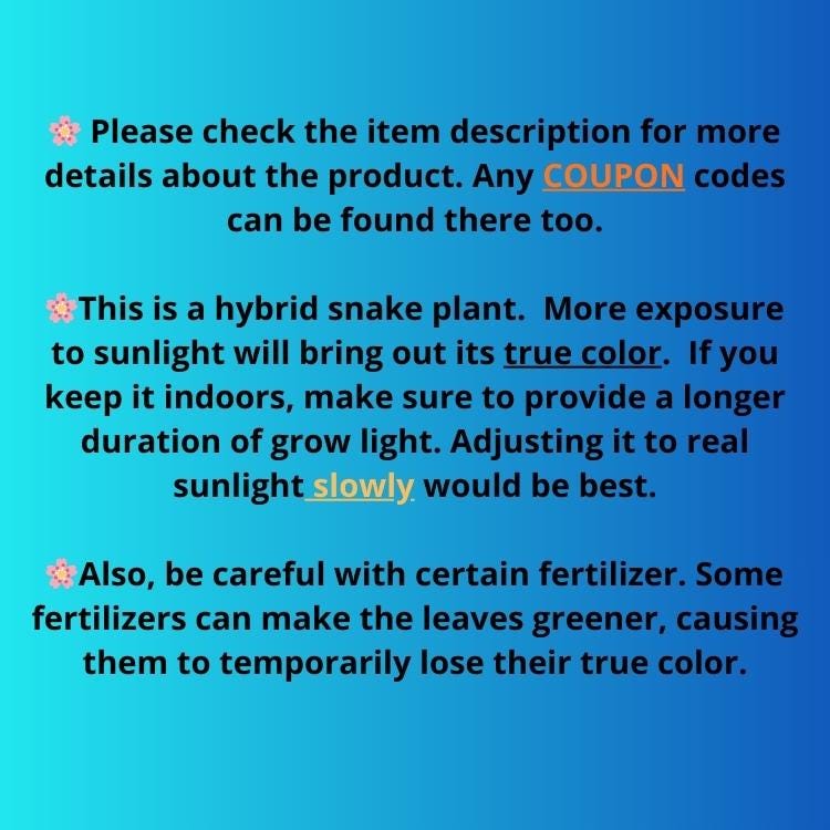 Sansevieria Langes Litcht (ob) (2) | New Imported Hybrids