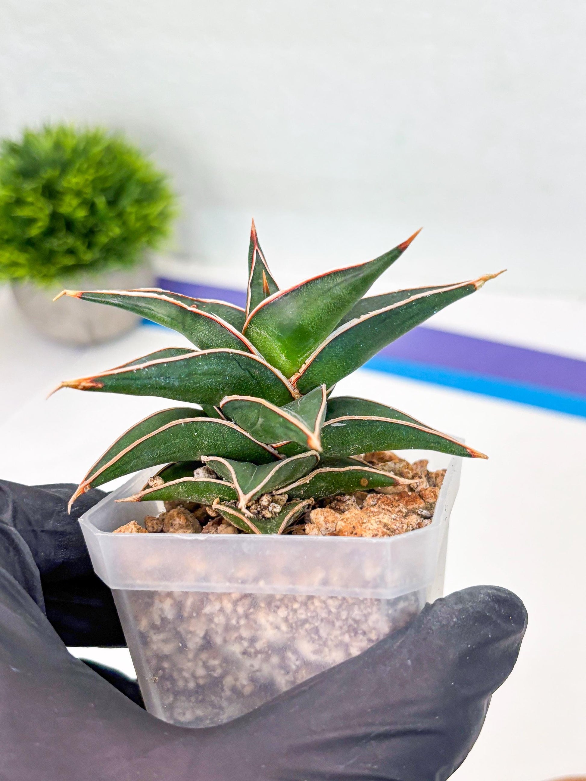 Sansevieria lavranos (Su1) (4) | Imported Sansevieria