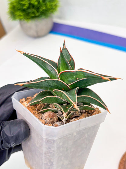 Sansevieria lavranos (Su1) (4) | Imported Sansevieria