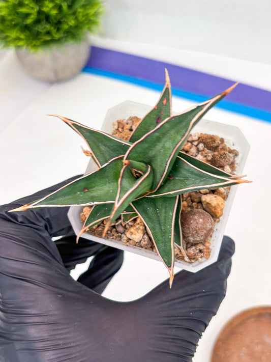 Sansevieria lavranos (Su1) (5) | Imported Sansevieria