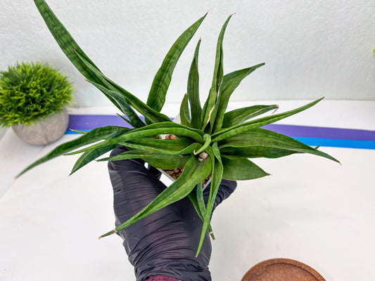Sansevieria Sunflower (Su1) (7) | Imported Sansevieria