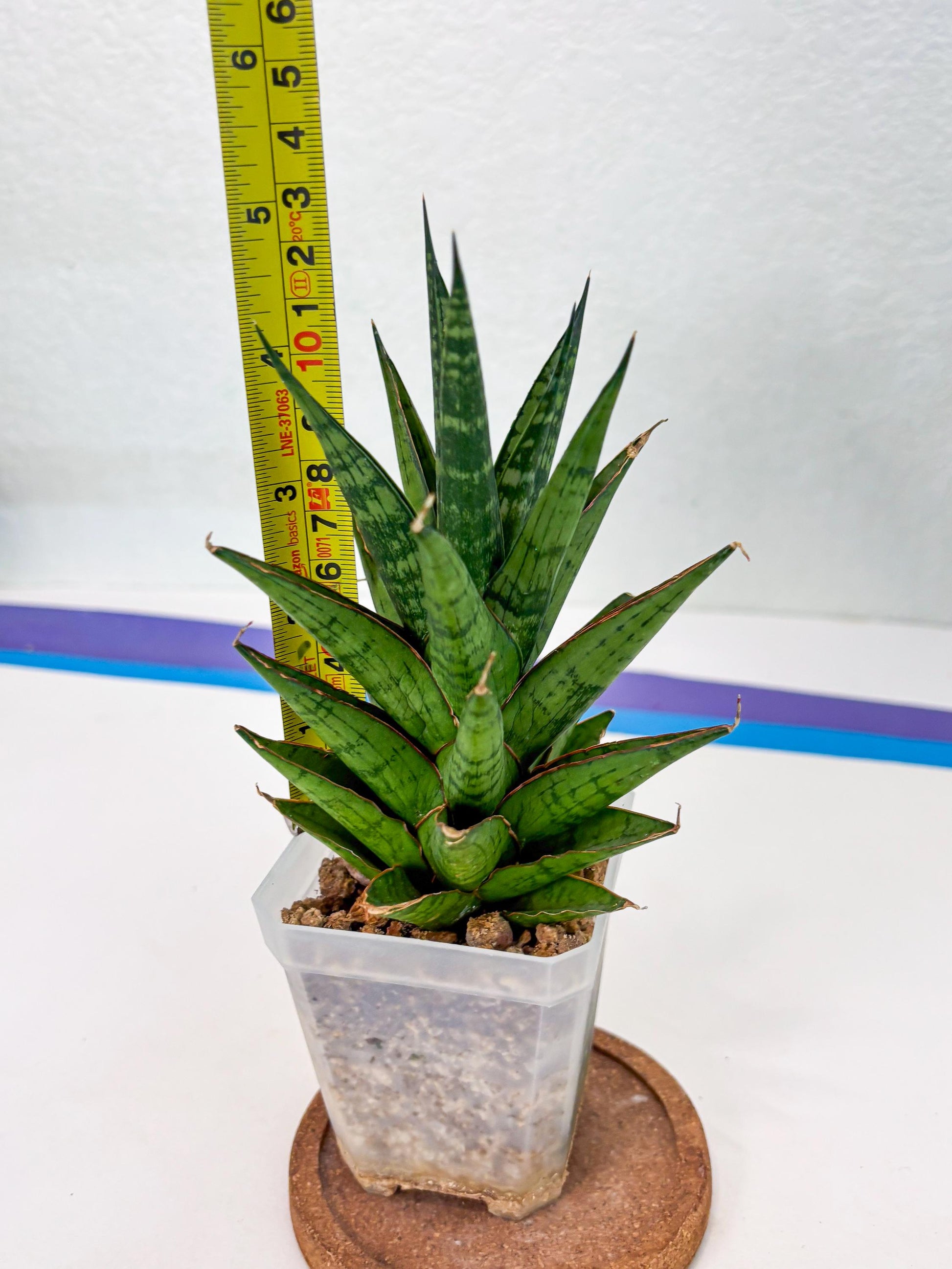 Sansevieria Peridot (Su1) (8) | Imported Sansevieria