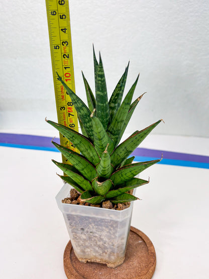 Sansevieria Peridot (Su1) (8) | Imported Sansevieria