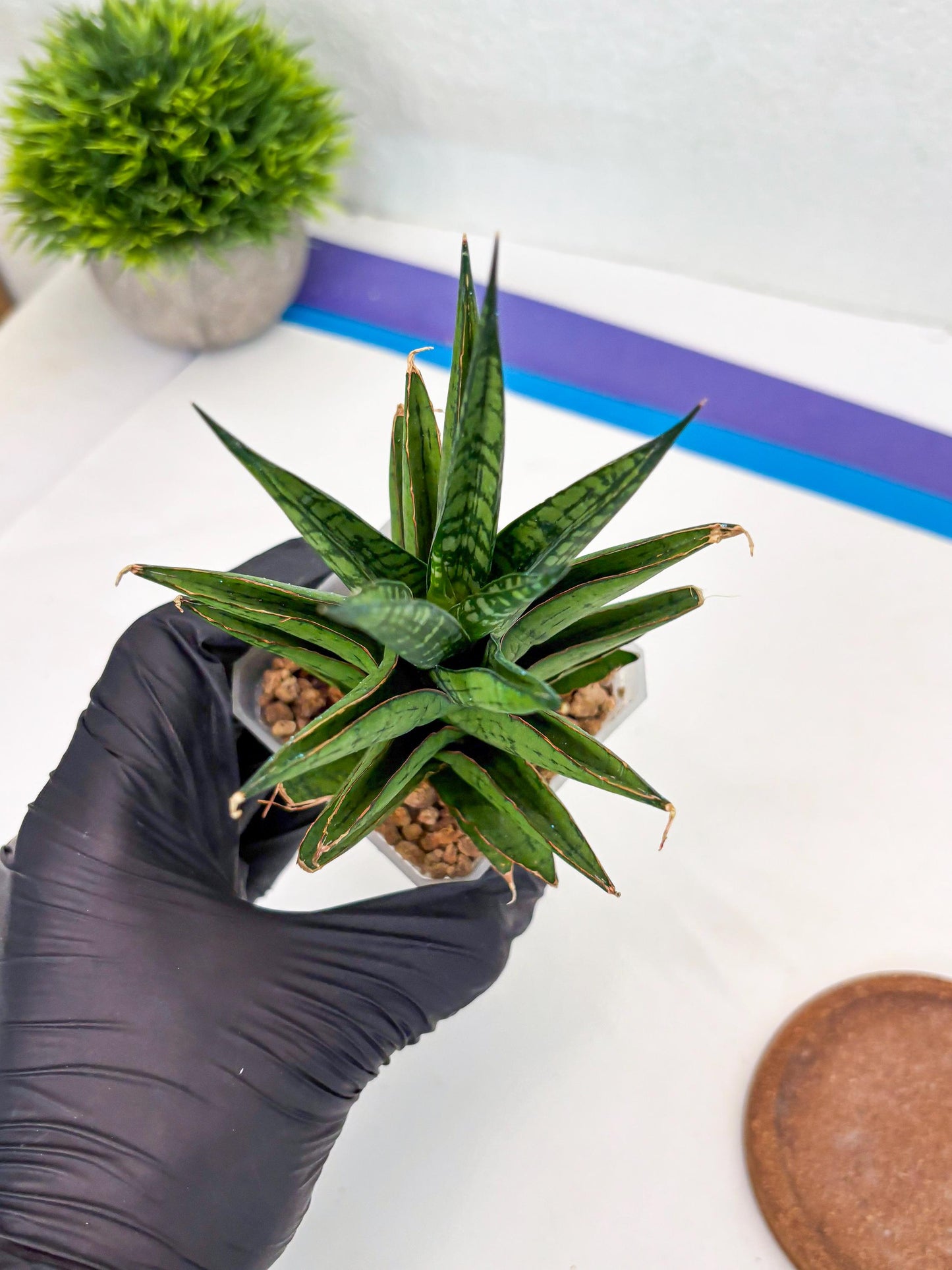 Sansevieria Peridot (Su1) (8) | Imported Sansevieria