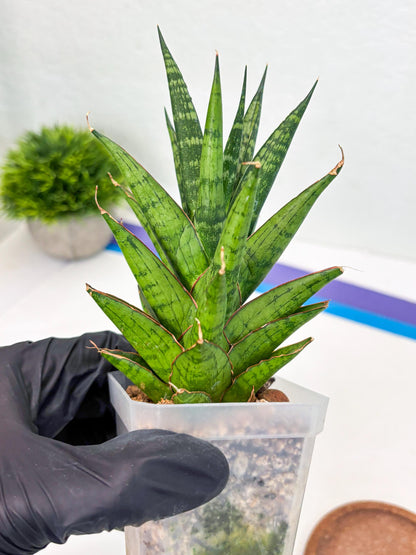 Sansevieria Peridot (Su1) (8) | Imported Sansevieria