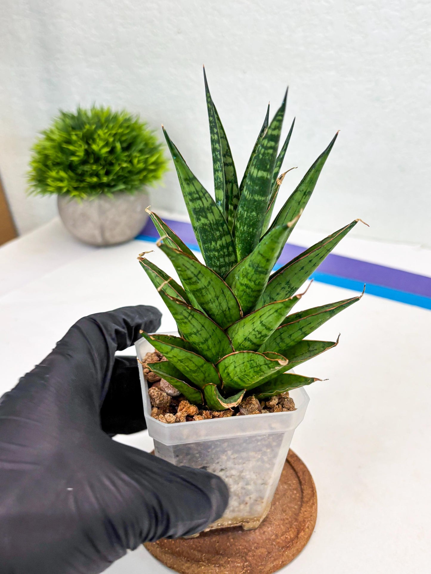 Sansevieria Peridot (Su1) (8) | Imported Sansevieria
