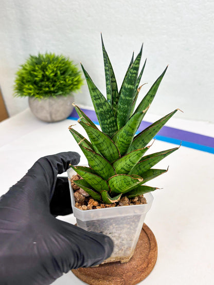 Sansevieria Peridot (Su1) (8) | Imported Sansevieria