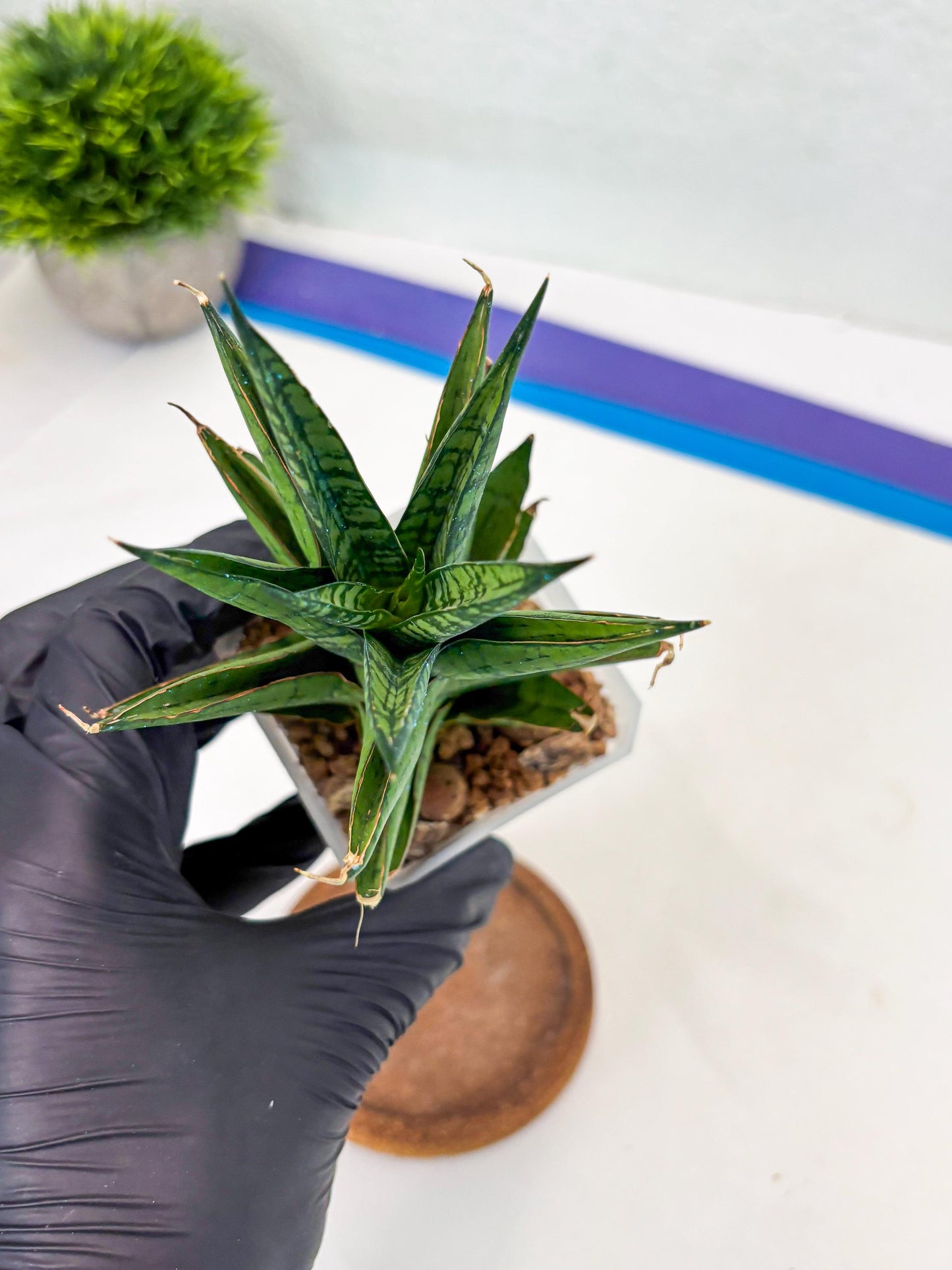 Sansevieria Peridot (Su1) (8) | Imported Sansevieria