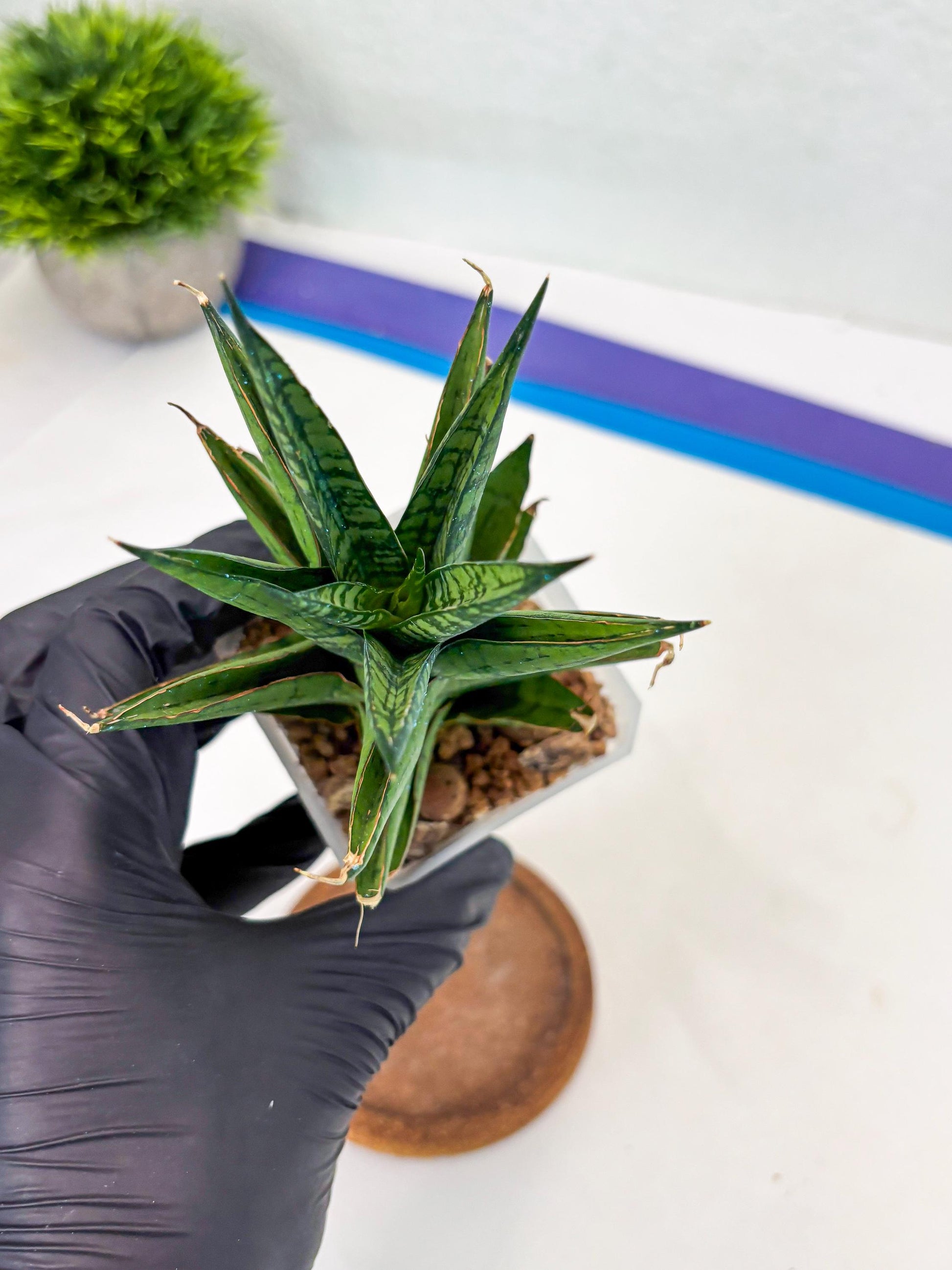 Sansevieria Peridot (Su1) (8) | Imported Sansevieria