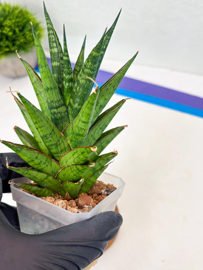 Sansevieria Peridot (Su1) (8) | Imported Sansevieria