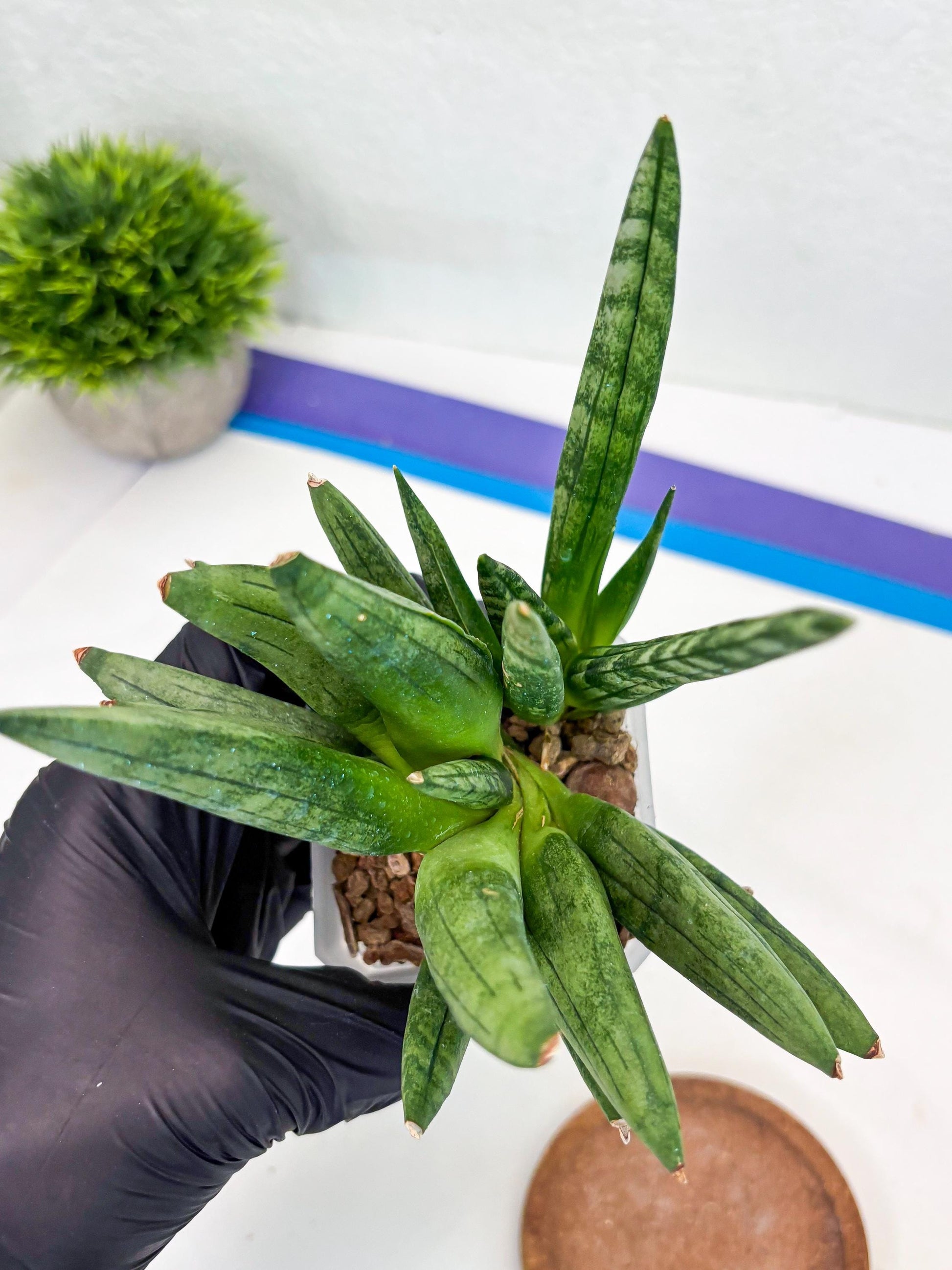 Sansevieria Hedgehog (#PH24) | Rare Imported Hybrids