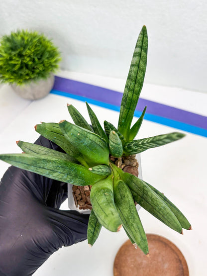Sansevieria Hedgehog (#PH24) | Rare Imported Hybrids