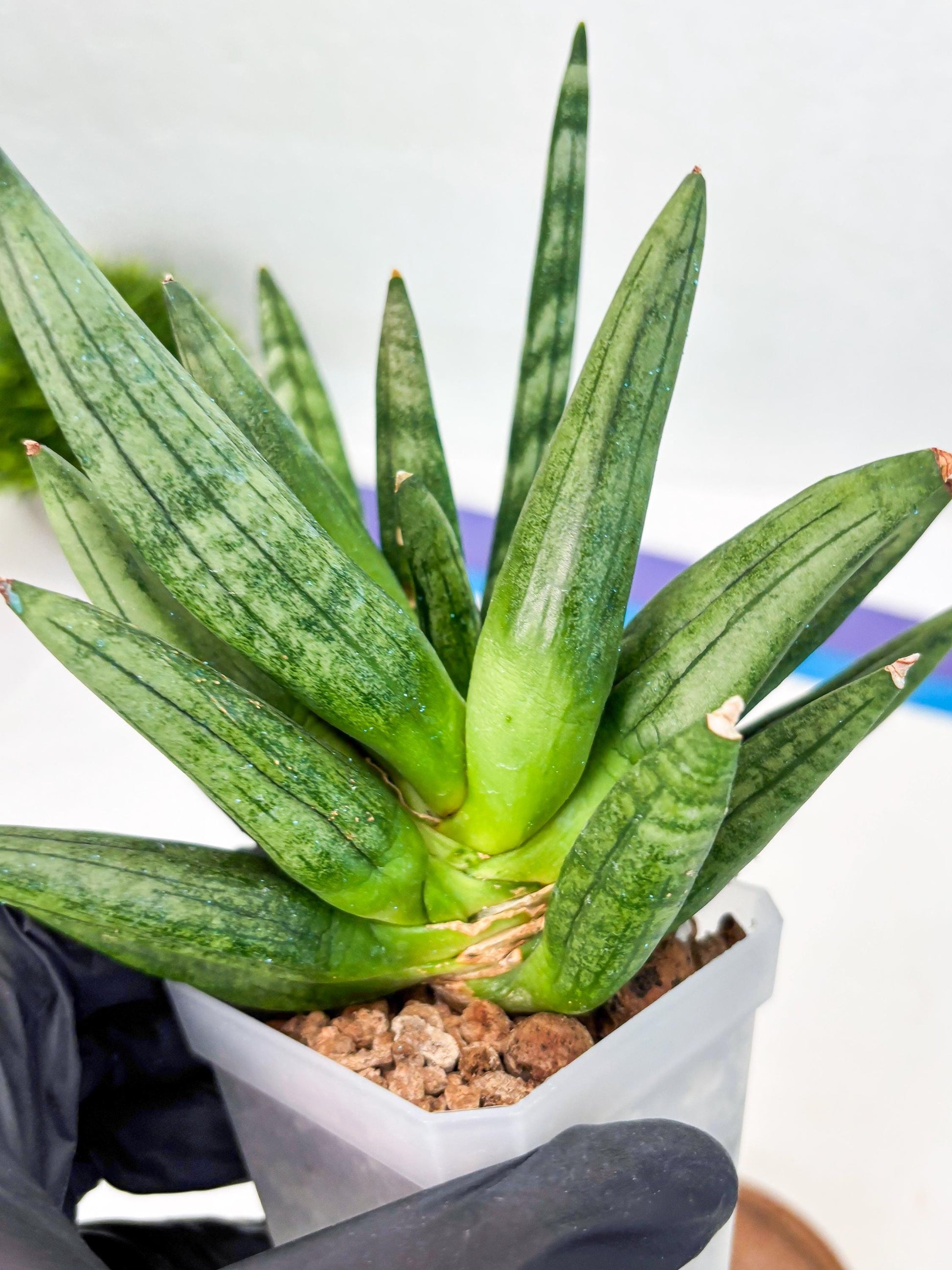Sansevieria Hedgehog (#PH24) | Rare Imported Hybrids