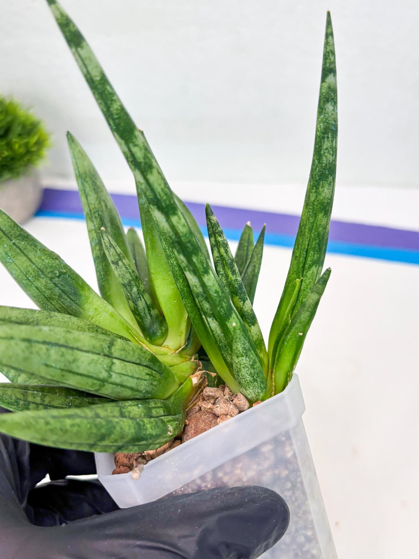 Sansevieria Hedgehog (#PH24) | Rare Imported Hybrids