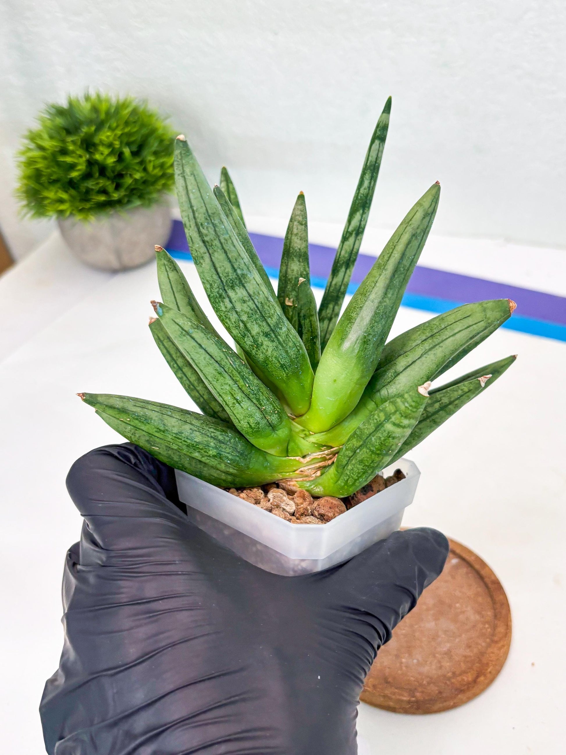 Sansevieria Hedgehog (#PH24) | Rare Imported Hybrids