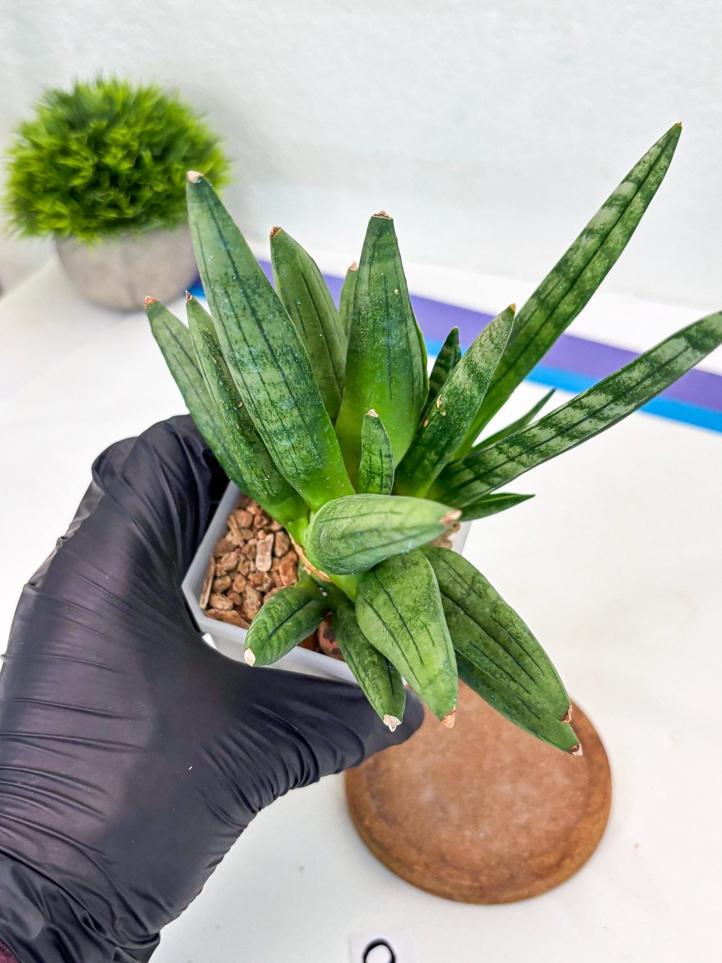 Sansevieria Hedgehog (#PH24) | Rare Imported Hybrids