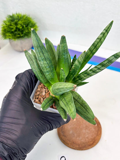 Sansevieria Hedgehog (#PH24) | Rare Imported Hybrids