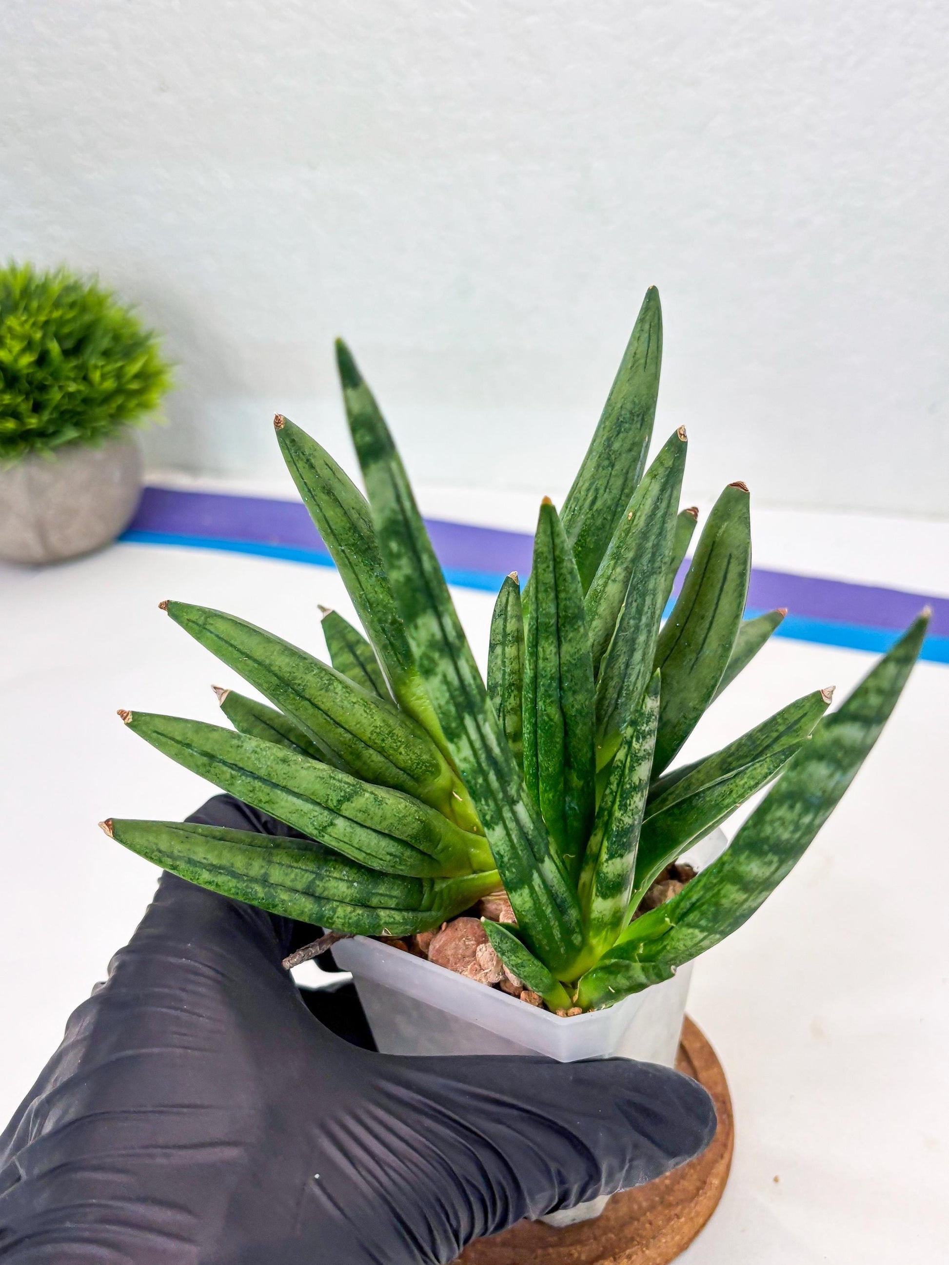 Sansevieria Hedgehog (#PH24) | Rare Imported Hybrids