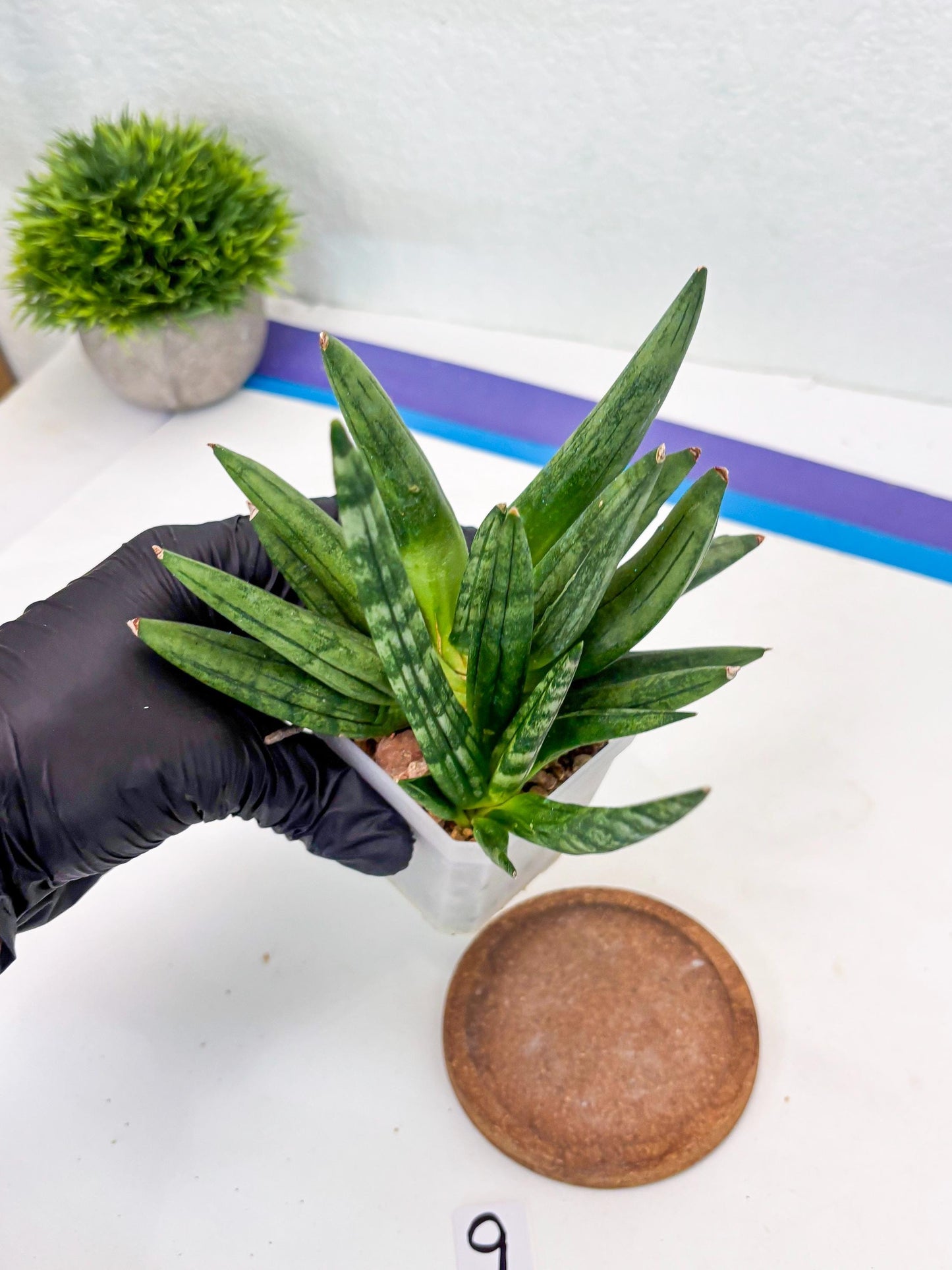 Sansevieria Hedgehog (#PH24) | Rare Imported Hybrids