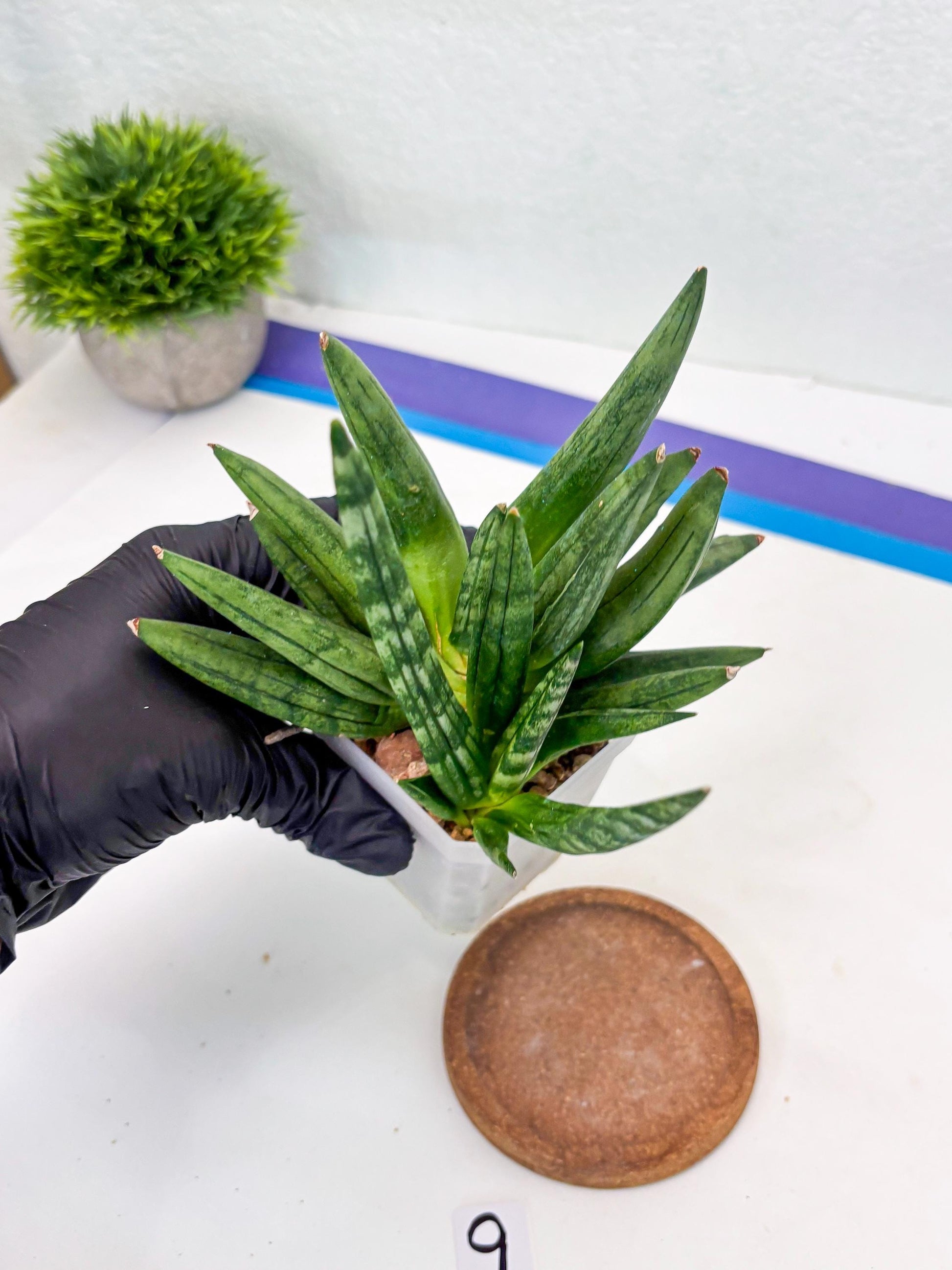 Sansevieria Hedgehog (#PH24) | Rare Imported Hybrids