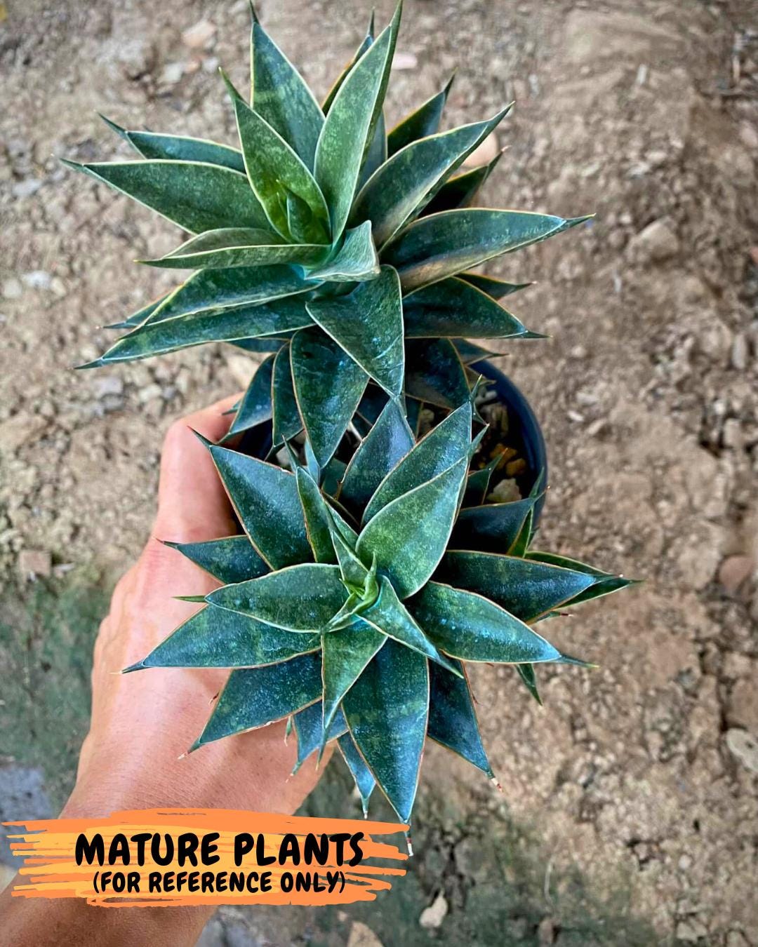 Sansevieria Black Eye (g1) (12) | Imported Plant
