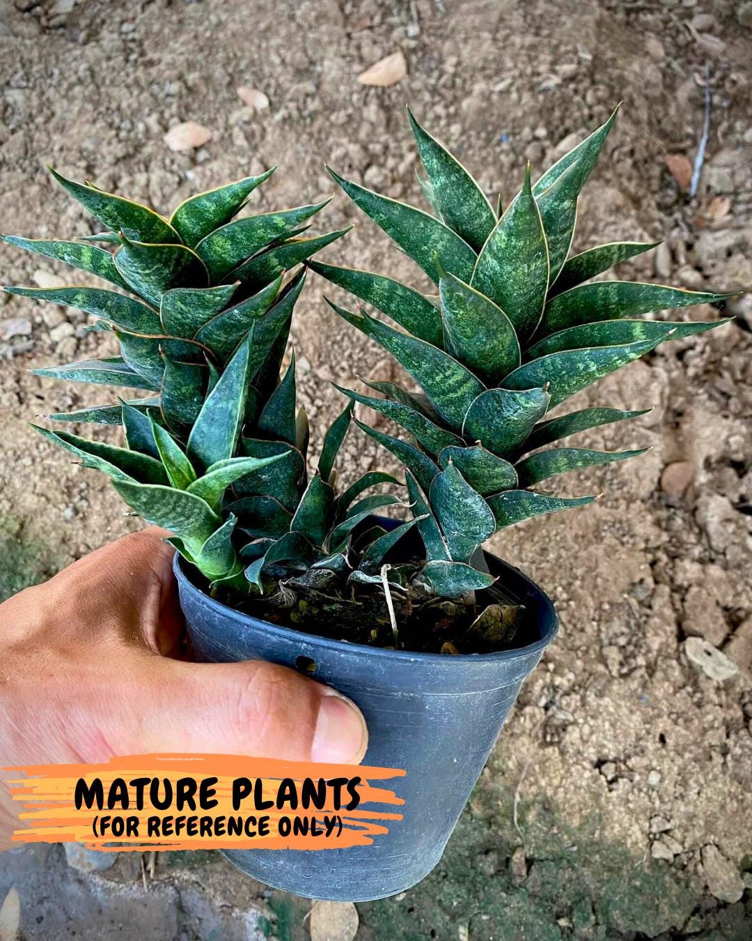 Sansevieria Black Eye (g1) (12) | Imported Plant