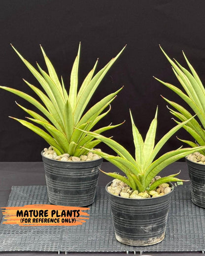 Sansevieria FuFu (Su3) (3) | imported