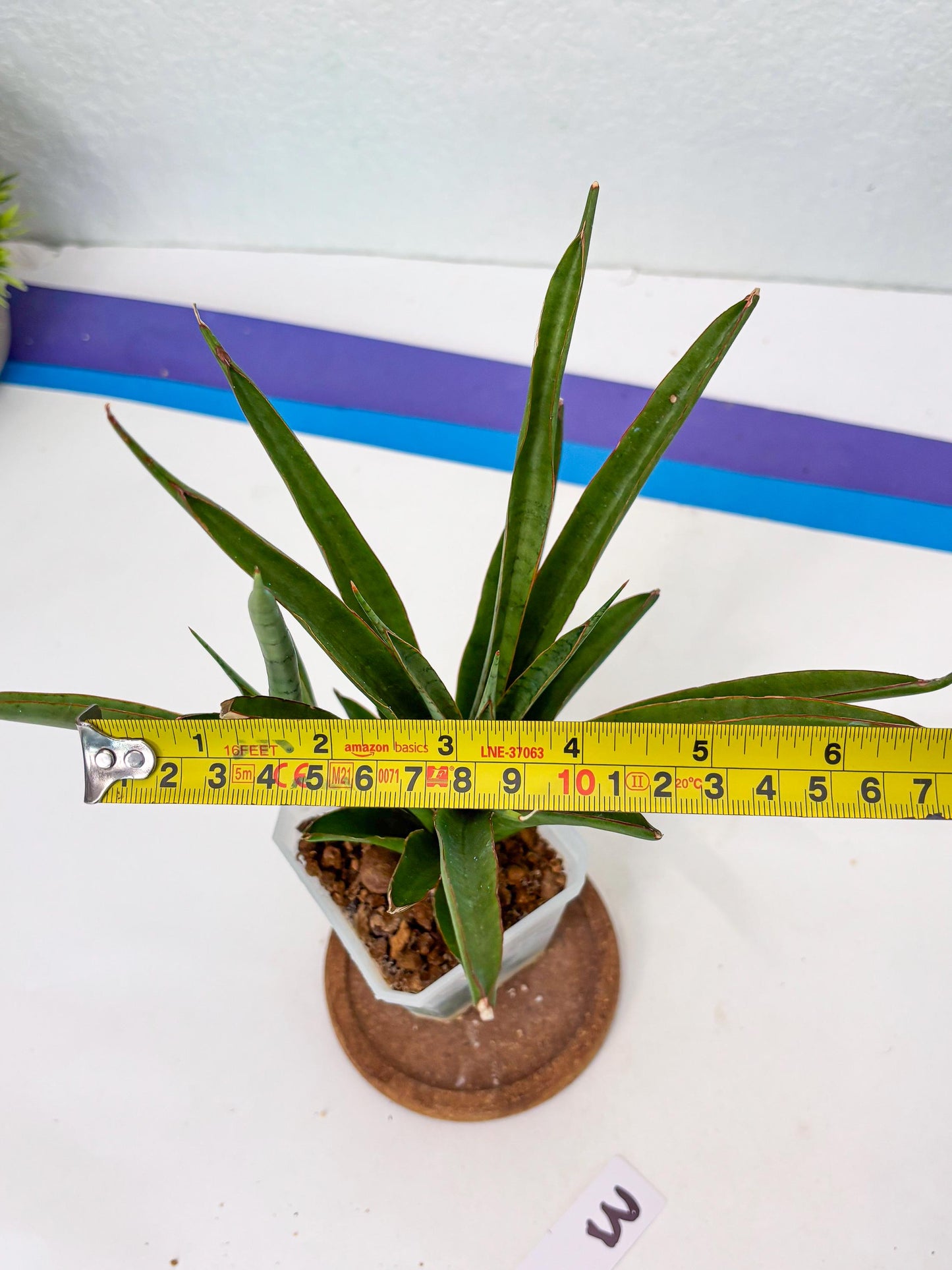 Sansevieria FuFu (Su3) (3) | imported