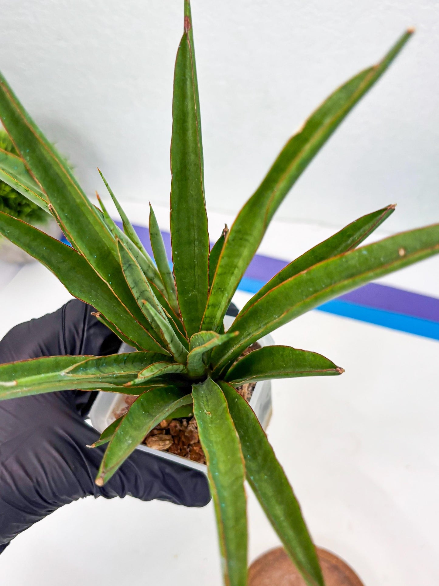Sansevieria FuFu (Su3) (3) | imported