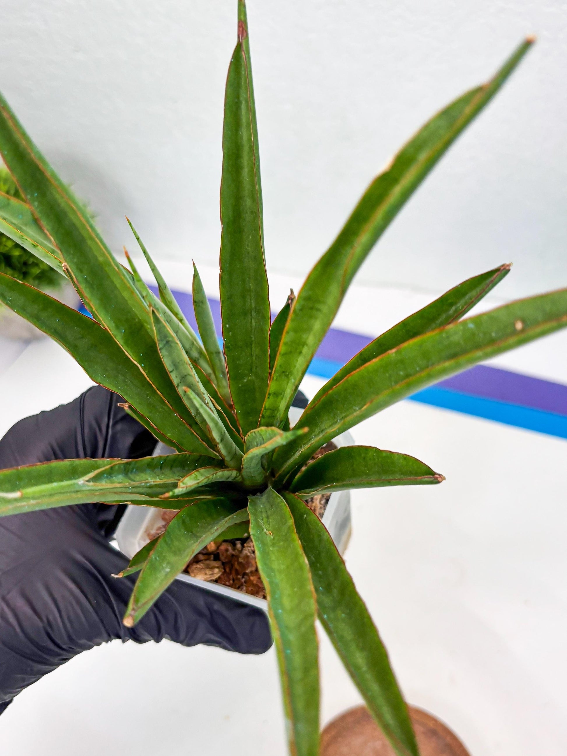 Sansevieria FuFu (Su3) (3) | imported