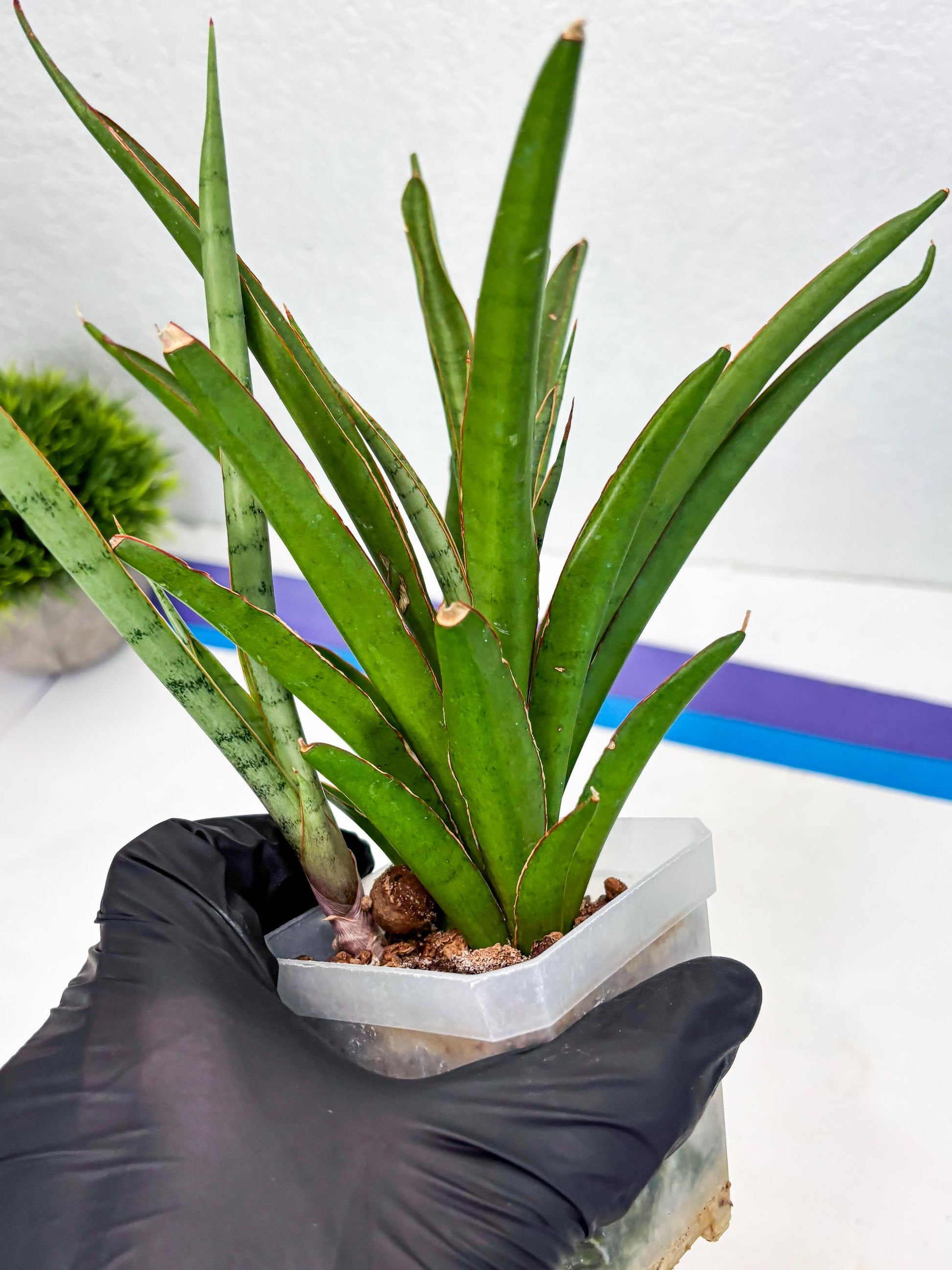 Sansevieria FuFu (Su3) (3) | imported