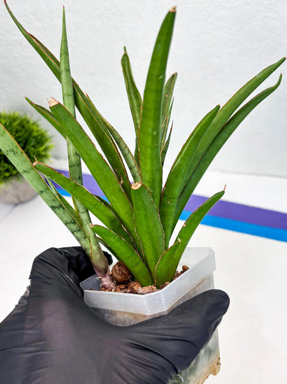 Sansevieria FuFu (Su3) (3) | imported