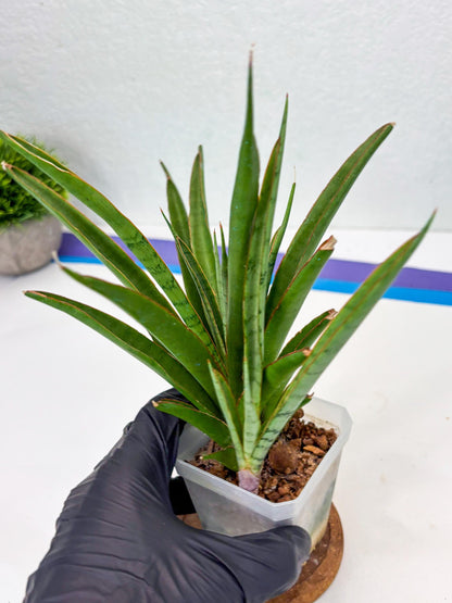 Sansevieria FuFu (Su3) (3) | imported