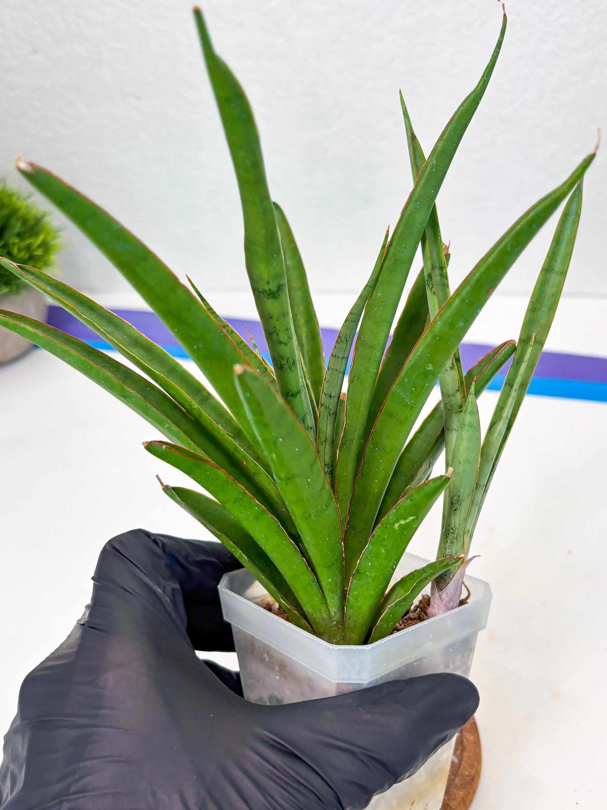 Sansevieria FuFu (Su3) (3) | imported