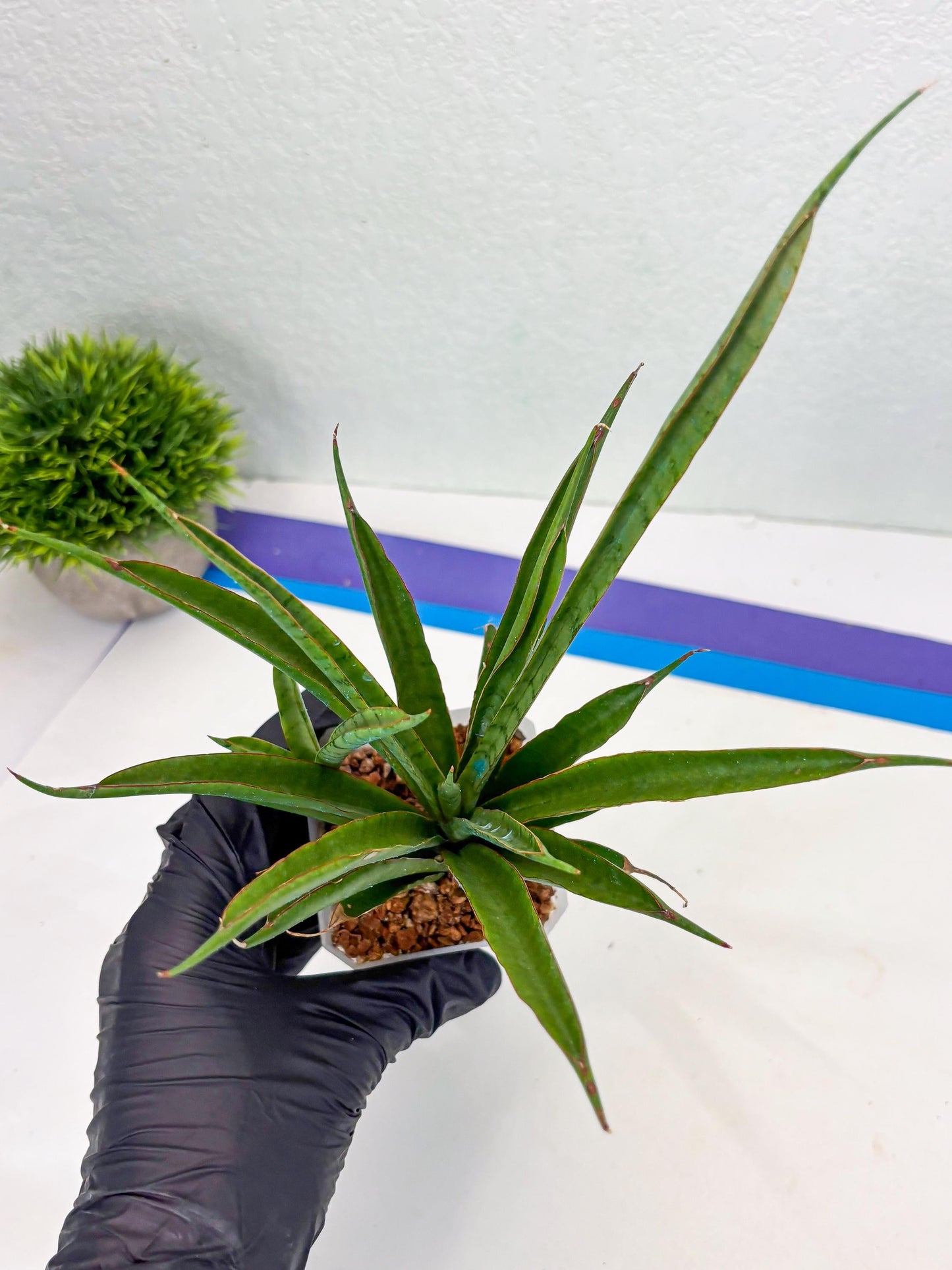 Sansevieria FuFu (Su3) (4) | imported