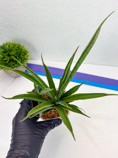 Sansevieria FuFu (Su3) (4) | imported