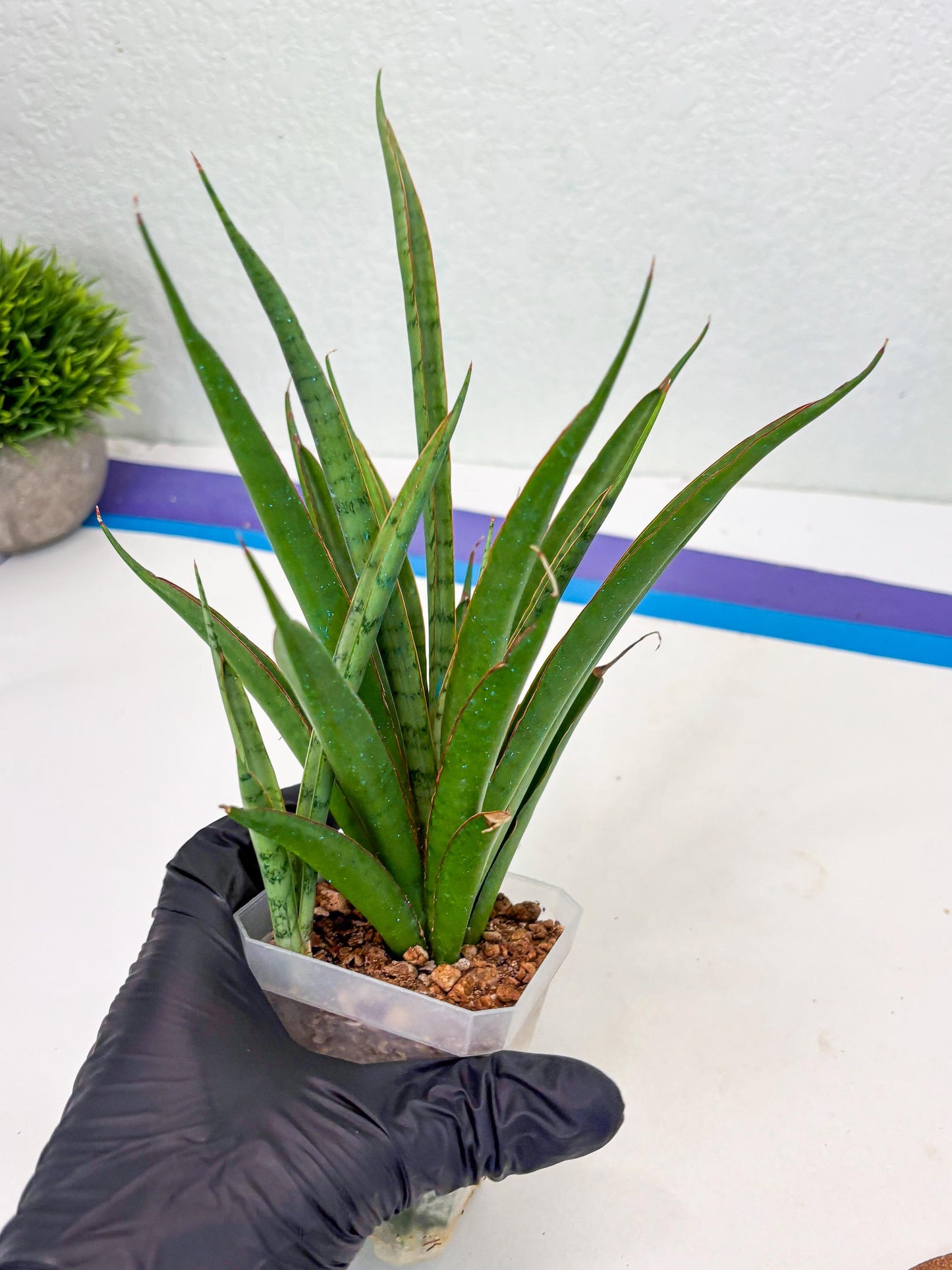 Sansevieria FuFu (Su3) (4) | imported