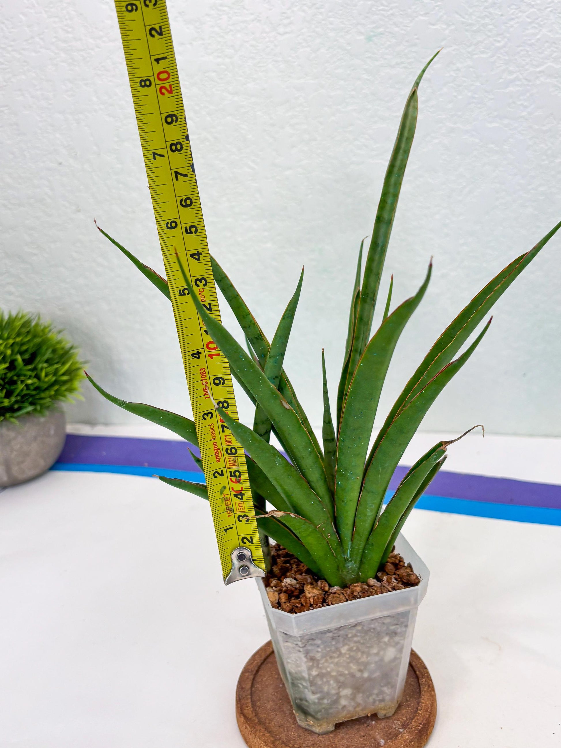 Sansevieria FuFu (Su3) (4) | imported