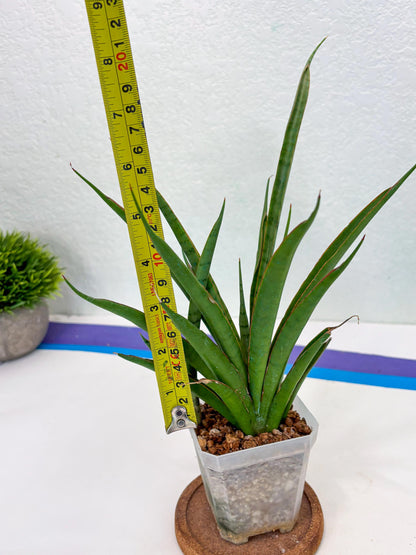 Sansevieria FuFu (Su3) (4) | imported