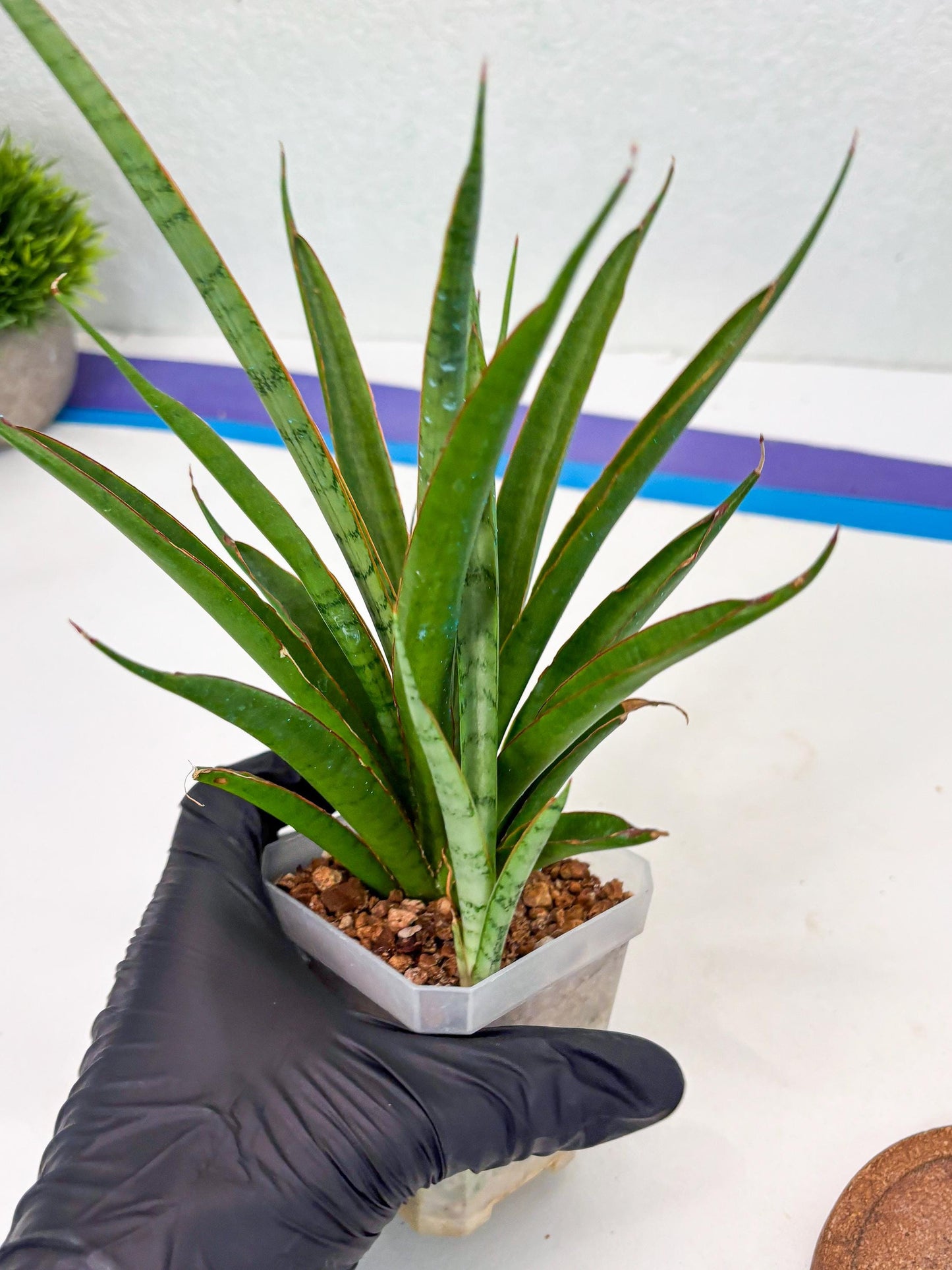 Sansevieria FuFu (Su3) (4) | imported