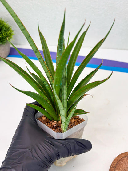 Sansevieria FuFu (Su3) (4) | imported