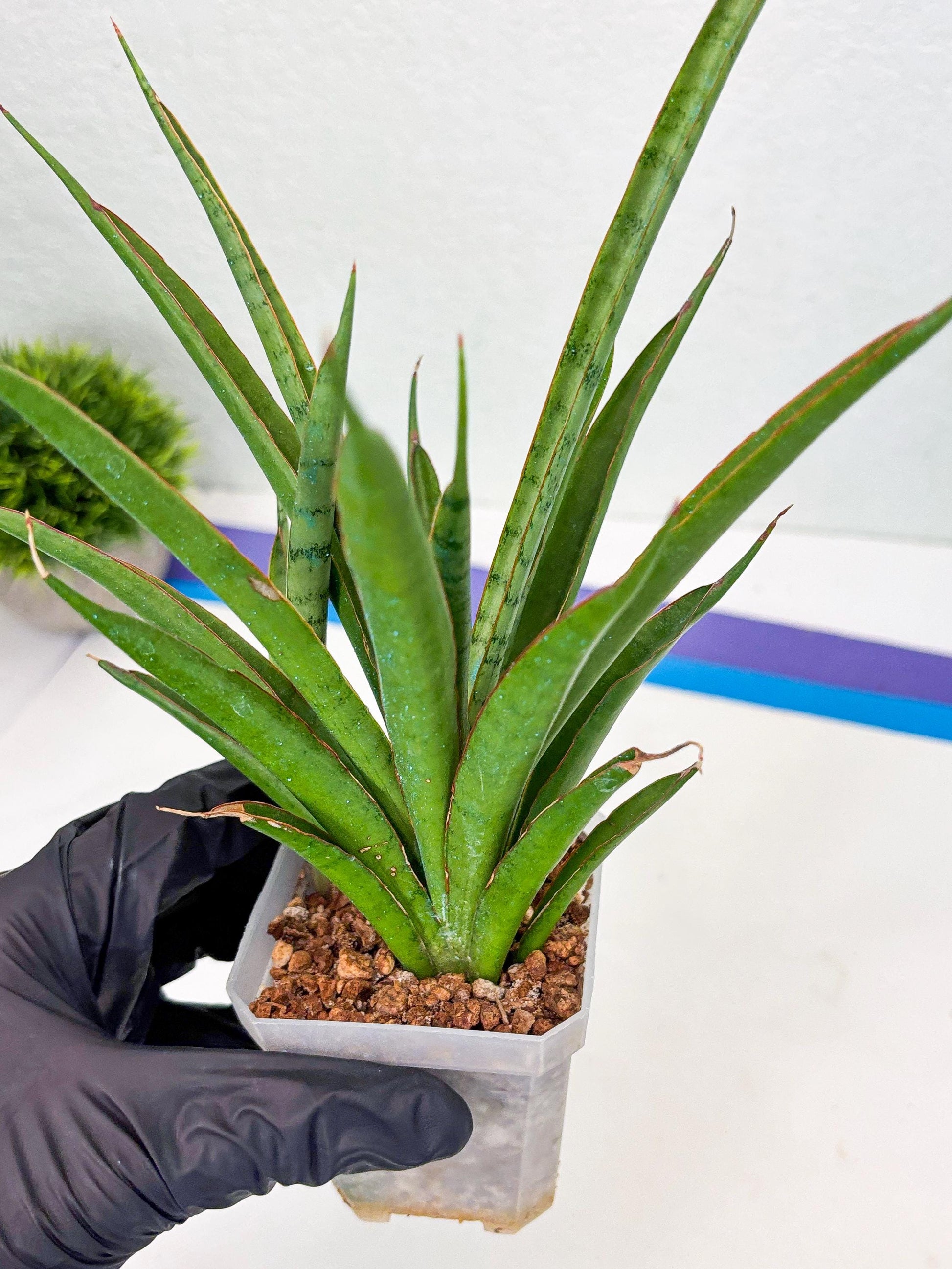 Sansevieria FuFu (Su3) (4) | imported