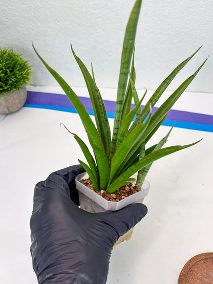 Sansevieria FuFu (Su3) (4) | imported