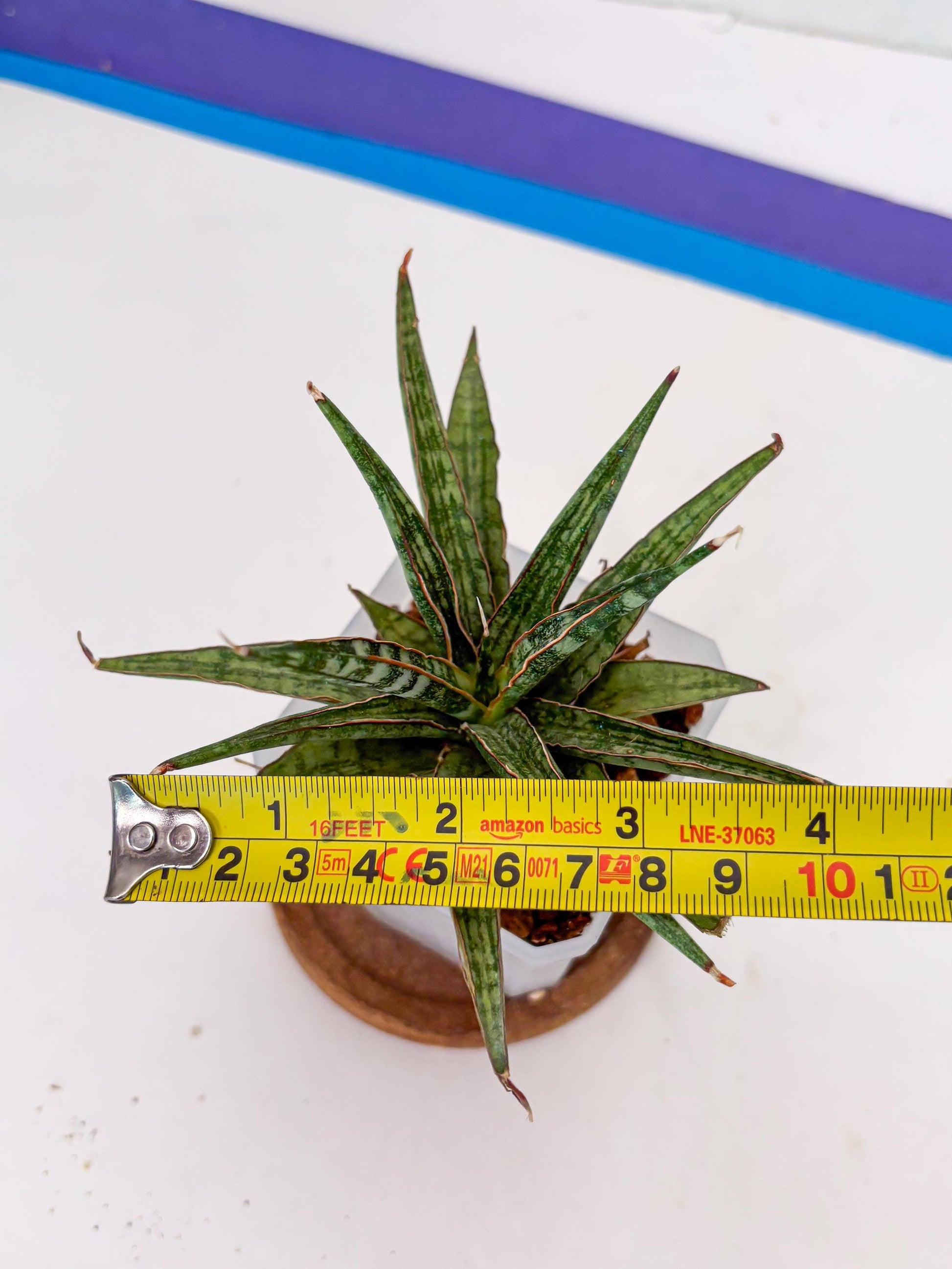 Sansevieria Be Bright (Su3) (8) | Imported Plants