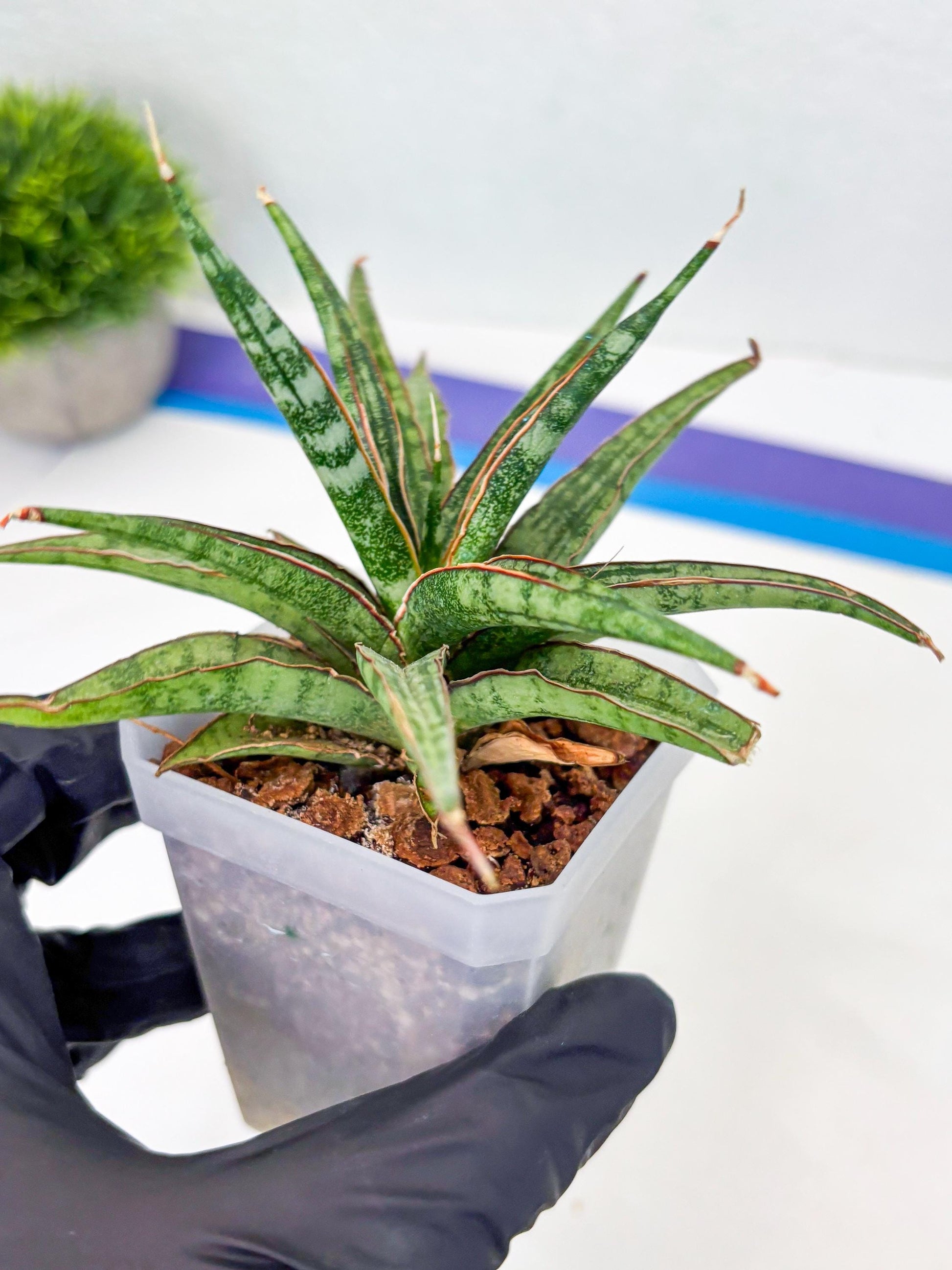 Sansevieria Be Bright (Su3) (8) | Imported Plants