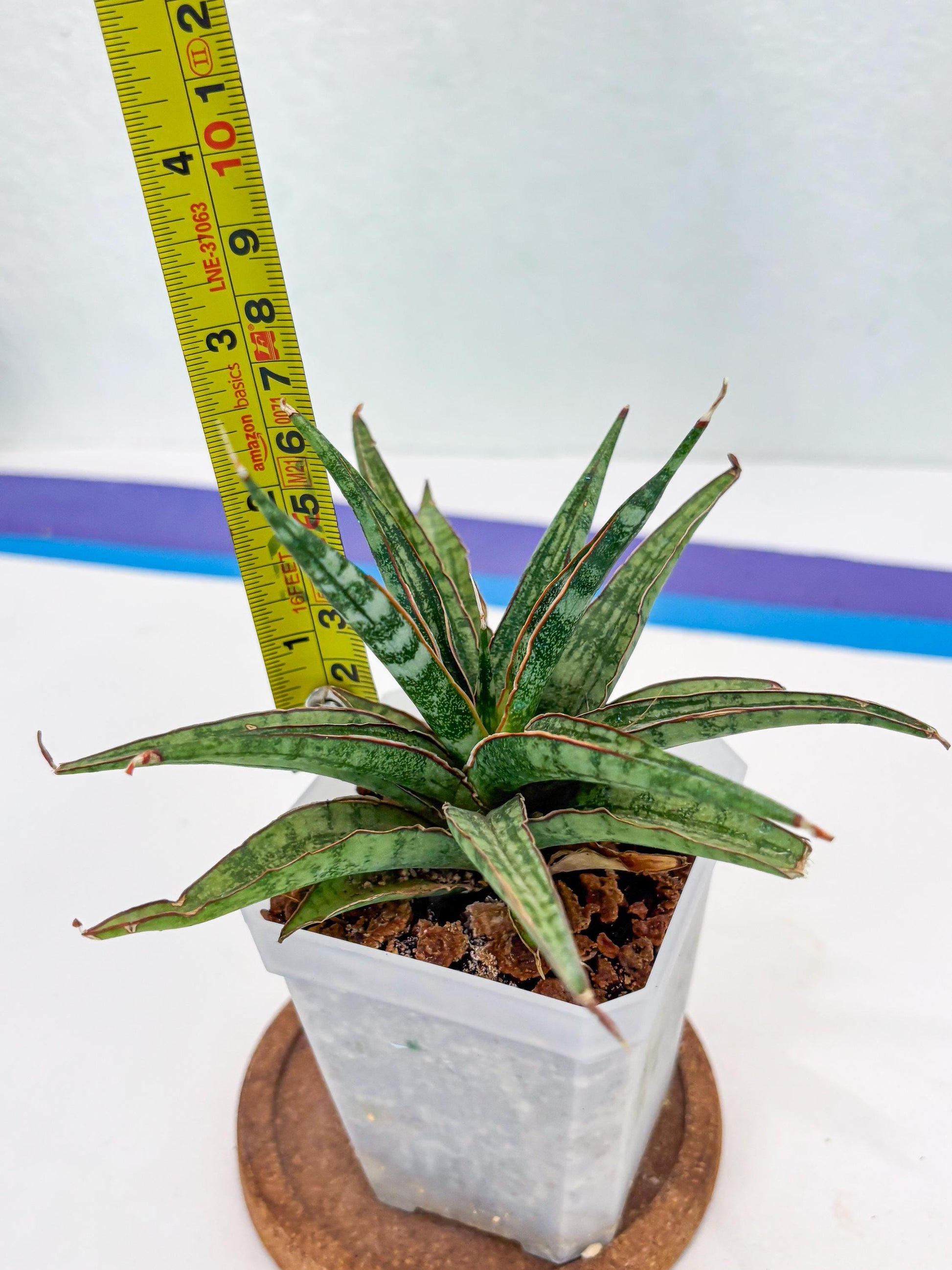 Sansevieria Be Bright (Su3) (8) | Imported Plants