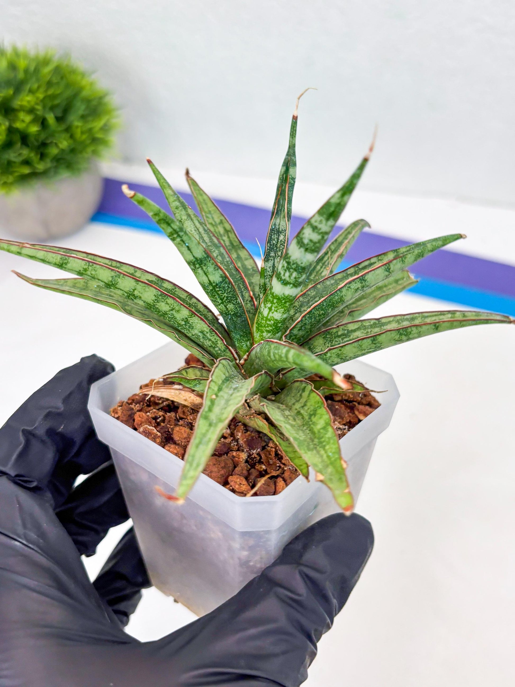 Sansevieria Be Bright (Su3) (8) | Imported Plants