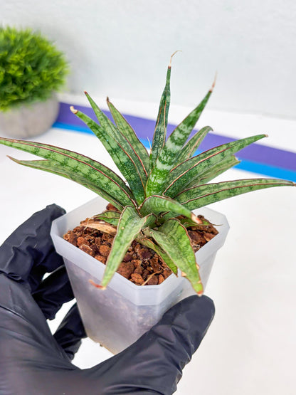 Sansevieria Be Bright (Su3) (8) | Imported Plants