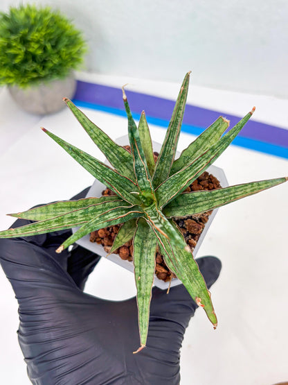 Sansevieria Be Bright (Su3) (8) | Imported Plants
