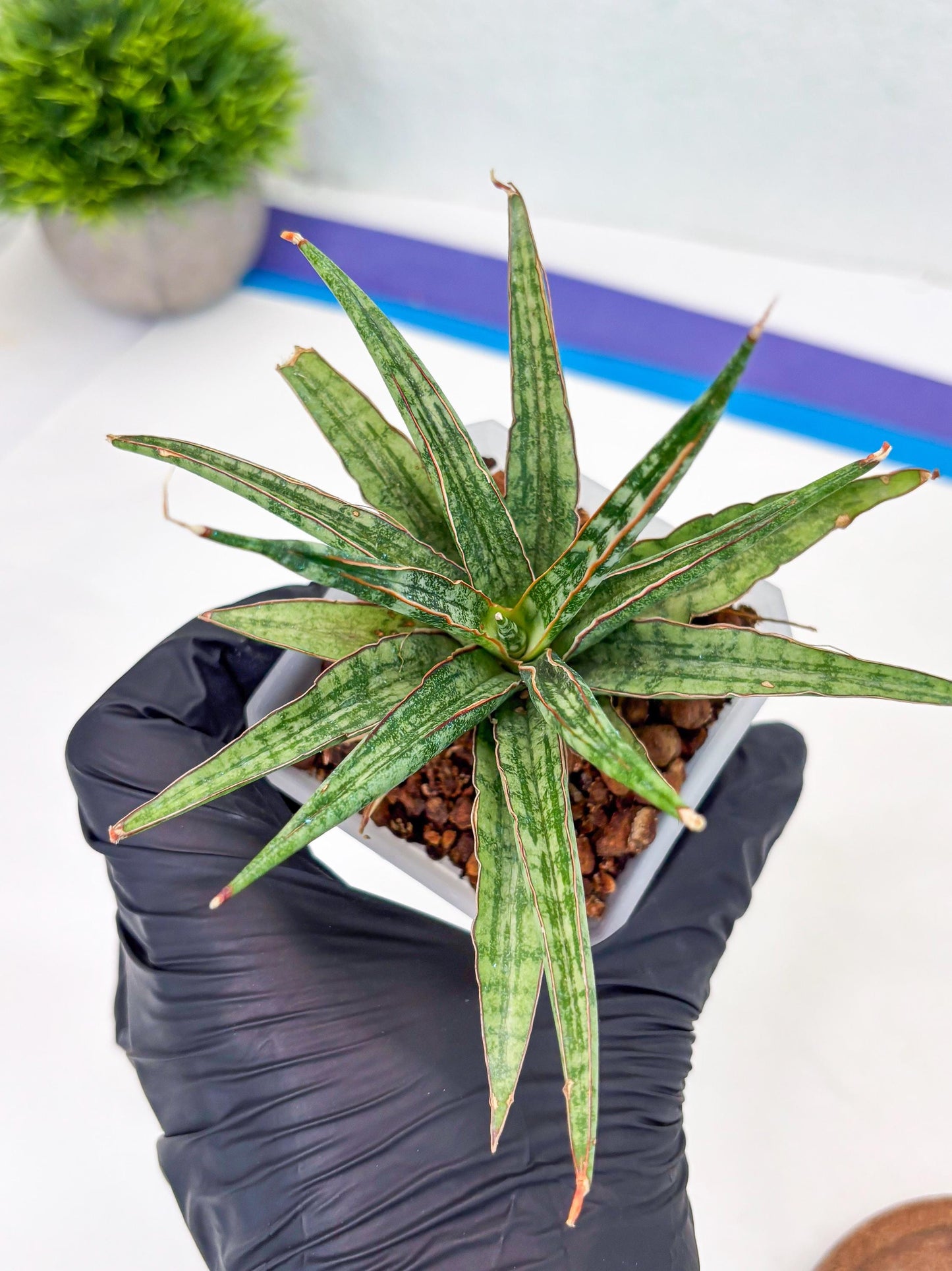 Sansevieria Be Bright (Su3) (8) | Imported Plants